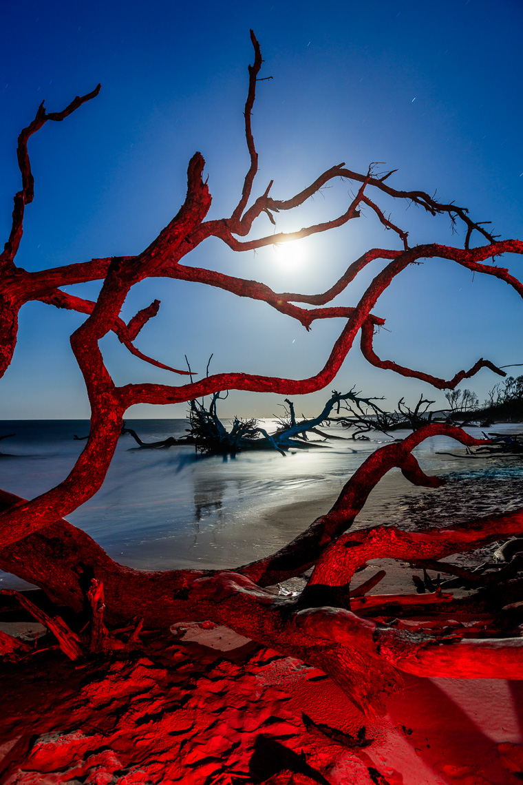 The full moon rises over the trees on Big Talbot Island Florida